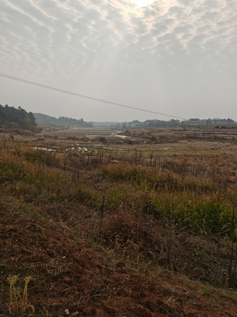 村集体一千亩旱地出租流转
