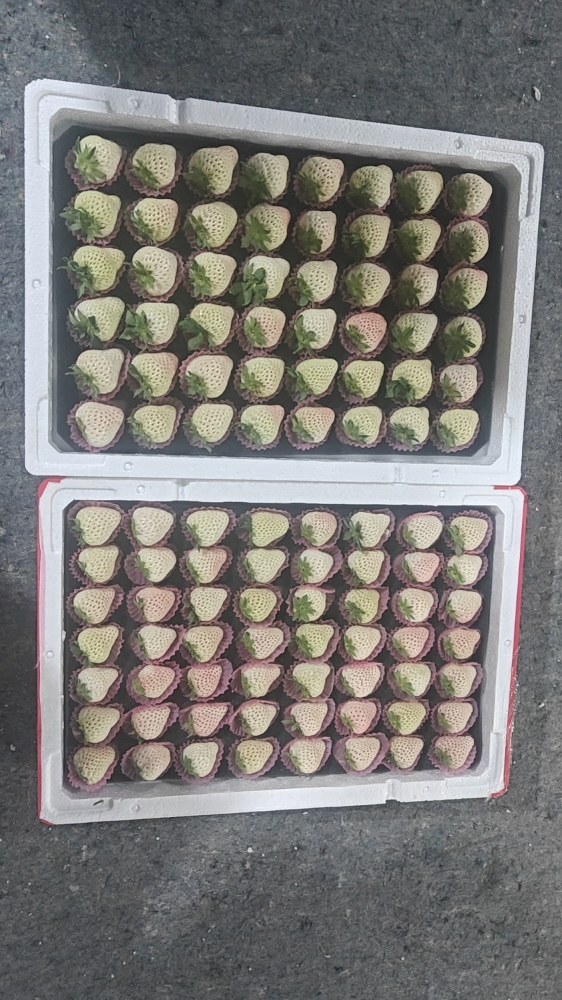 白草莓精品果大量供应，渠道商超大量接单中