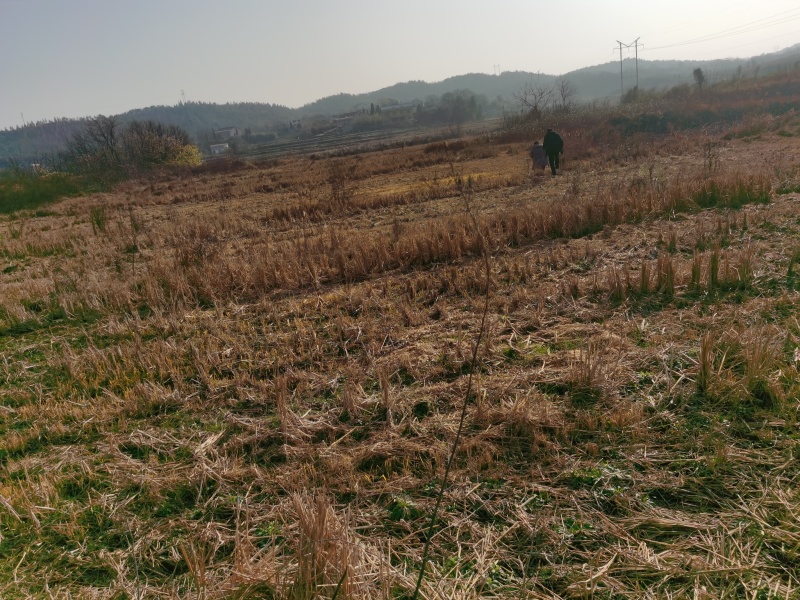 村集体一千亩旱地出租流转