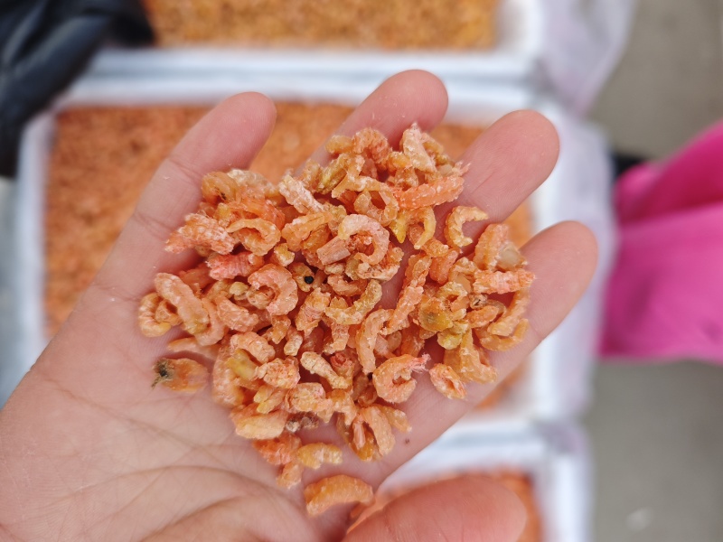 金钩海米草虾米货源充足
