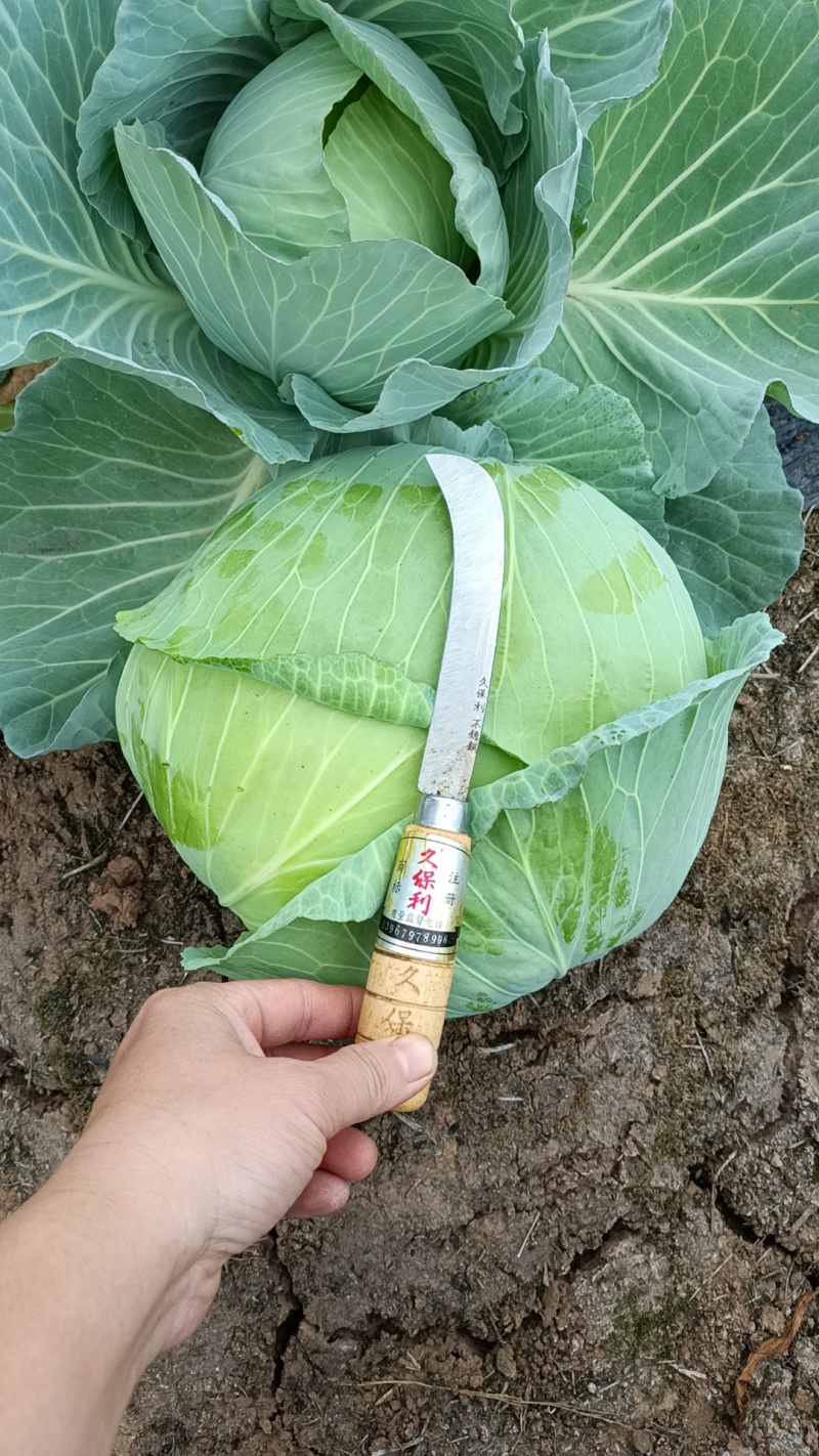 平包菜扁包菜