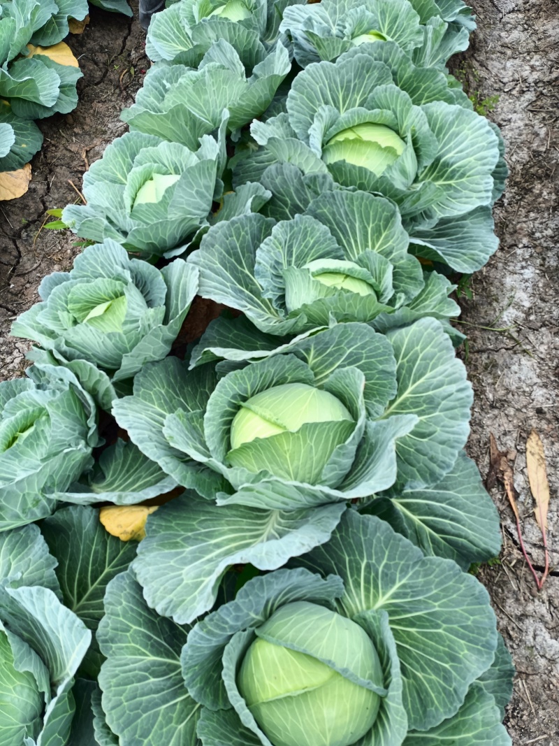 平包菜扁包菜