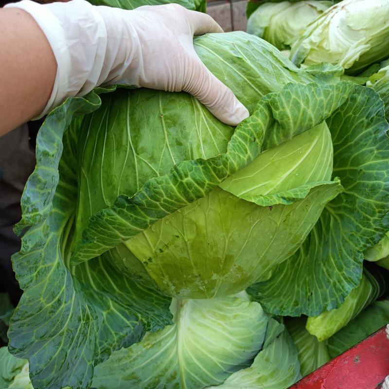 平包菜扁包菜