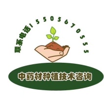 优质白术种苗