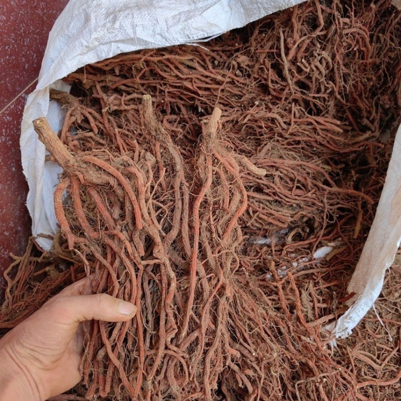 正宗平邑紫花丹参干整根晒制产地直供