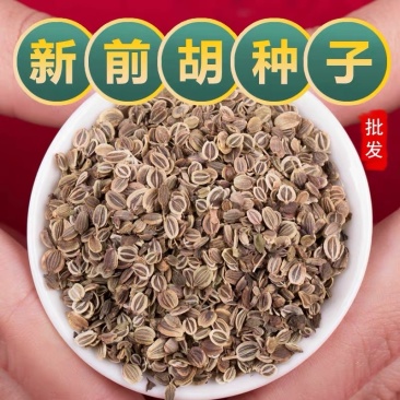 大叶前胡种子新产前胡籽发芽率高改良适应能力强简单好管理