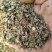 大叶前胡种子新产前胡籽发芽率高改良适应能力强简单好管理