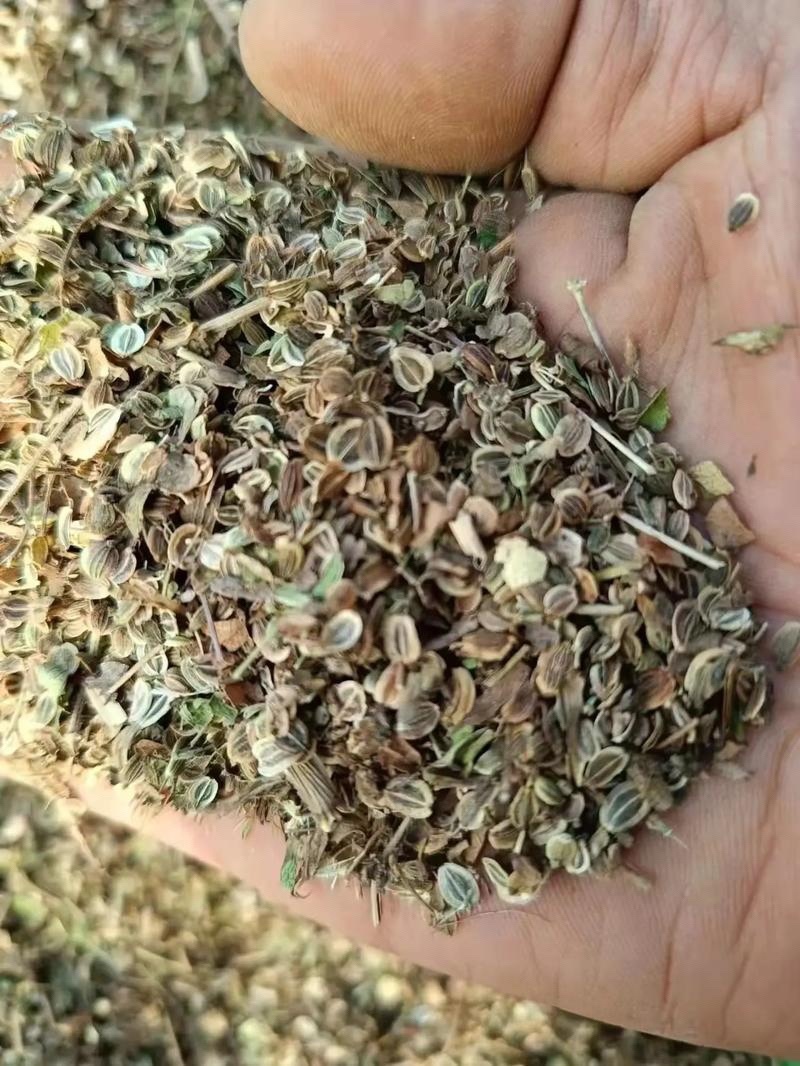 大叶前胡种子新产前胡籽发芽率高改良适应能力强简单好管理