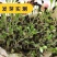 大叶前胡种子新产前胡籽发芽率高改良适应能力强简单好管理