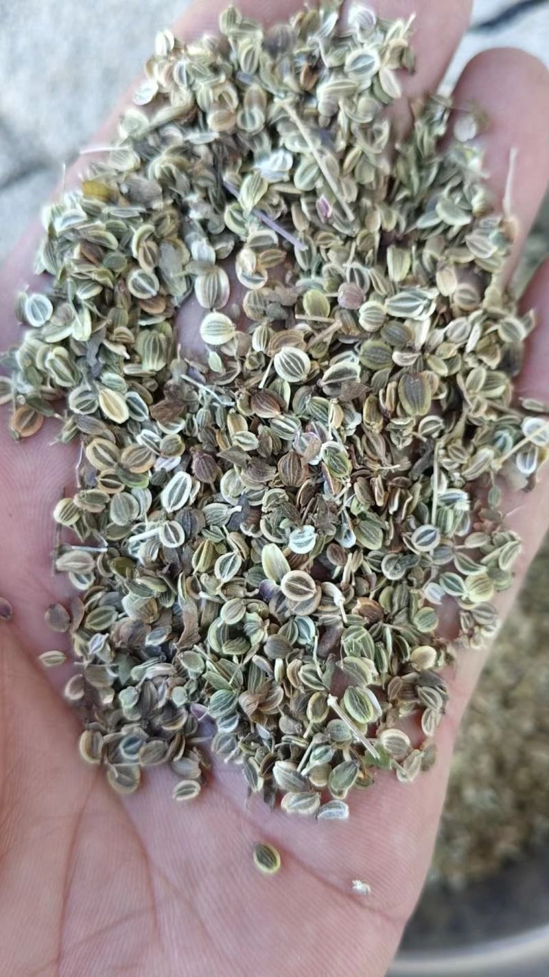 大叶前胡种子新产前胡籽发芽率高改良适应能力强简单好管理