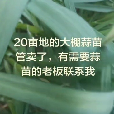 蒜苗大量上市，有量来谈，价格优惠