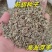 白花前胡种子批发基地直供包发芽改良大叶前胡籽提供技术