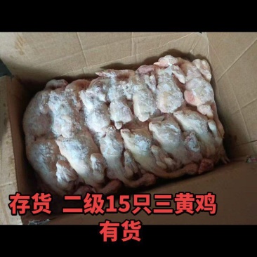 三黄鸡