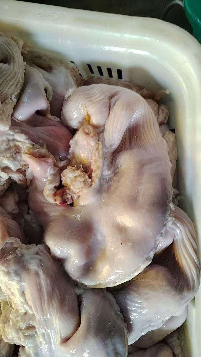 鲜猪肚，鲜猪肚，鲜猪肚