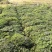 白花前胡种子批发基地直供包发芽改良大叶前胡籽提供技术