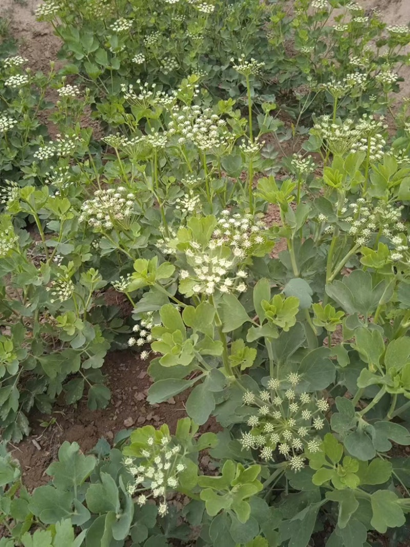 白花前胡种子批发基地直供包发芽改良大叶前胡籽提供技术