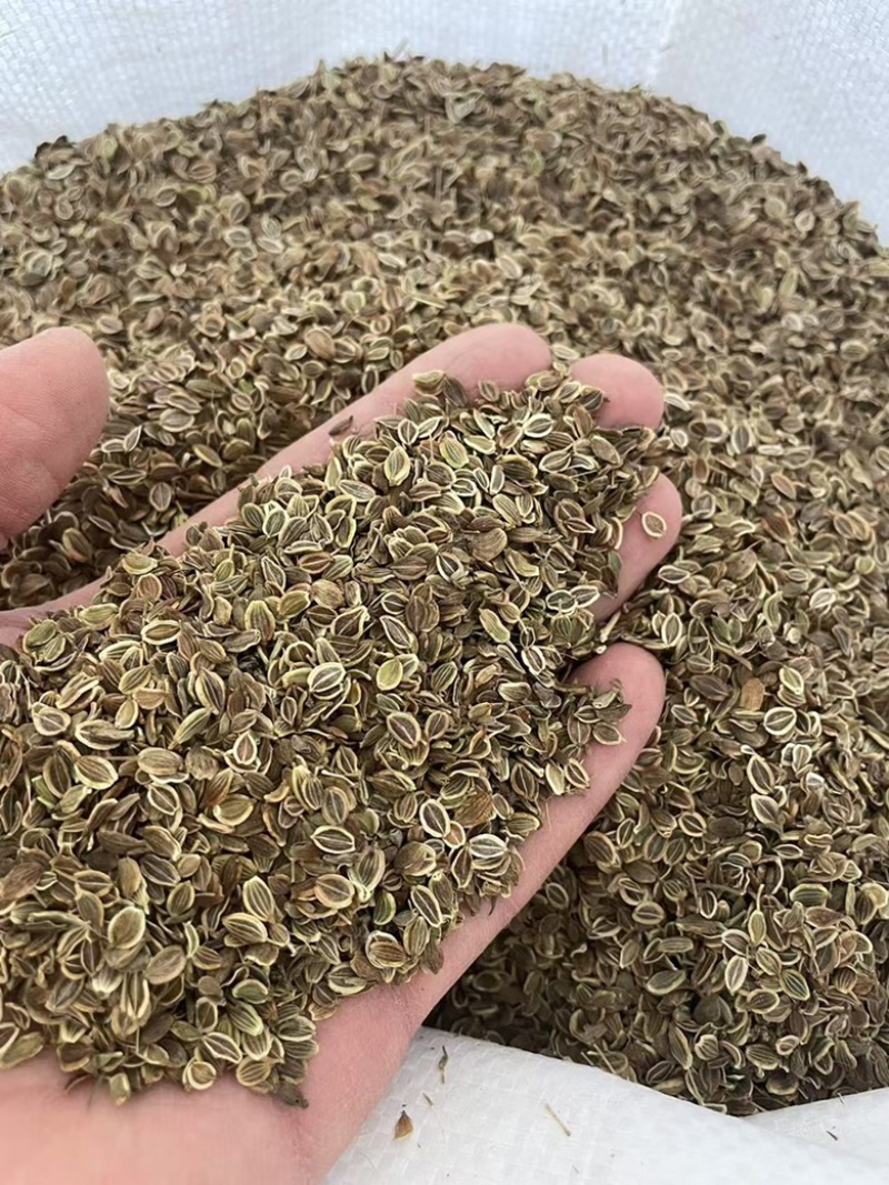 白花前胡种子批发基地直供包发芽改良大叶前胡籽提供技术