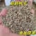 白花前胡种子批发基地直供包发芽改良大叶前胡籽提供技术