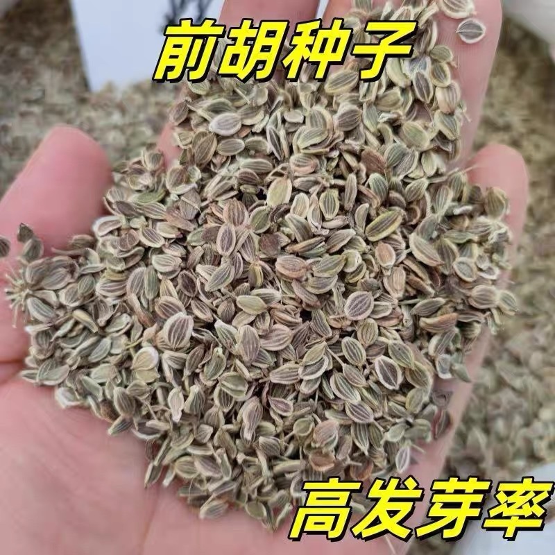 白花前胡种子批发基地直供包发芽改良大叶前胡籽提供技术