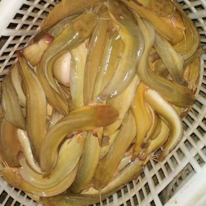 广东本土塘角鱼，味道鲜美，本地特色7元/斤