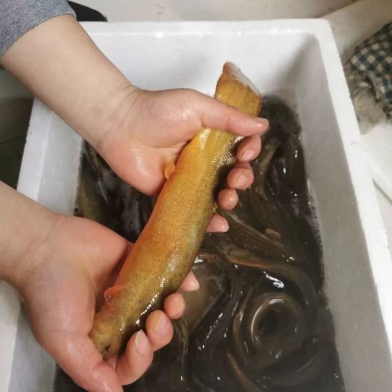 台湾大泥鳅极速发货质量保证诚信经营