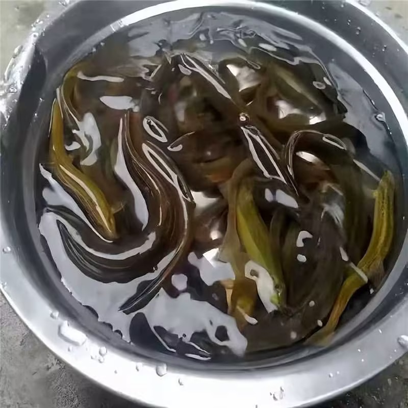 台湾大泥鳅极速发货质量保证诚信经营
