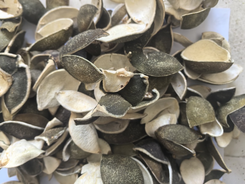 四花青皮中药材四花青皮新货东弘药业一手货源现货供应