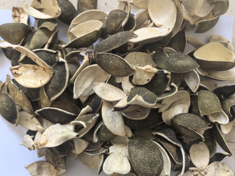 四花青皮中药材四花青皮新货东弘药业一手货源现货供应