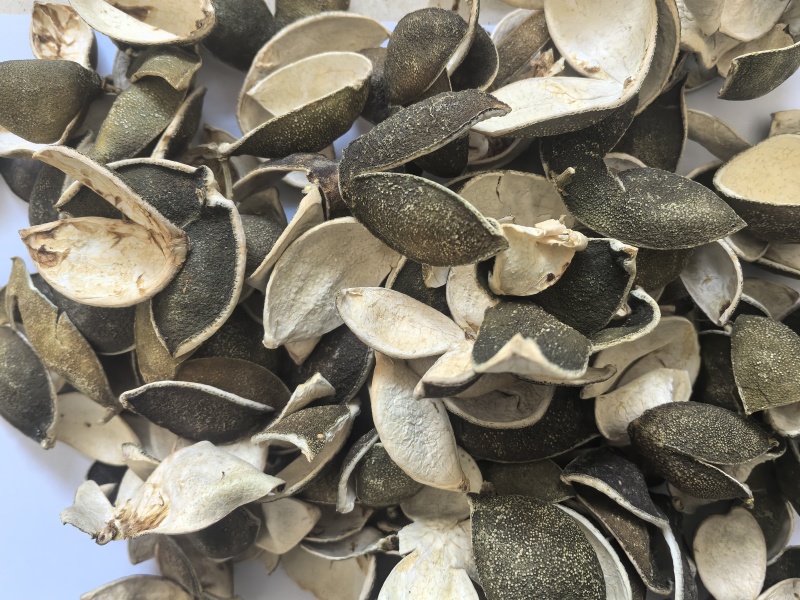 四花青皮中药材四花青皮新货东弘药业一手货源现货供应