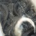 长期养殖***鱼鲟龙鱼供应***********