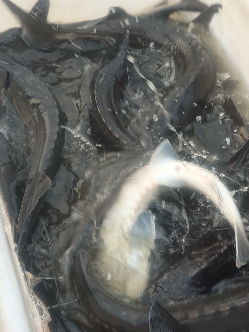长期养殖***鱼鲟龙鱼供应***********