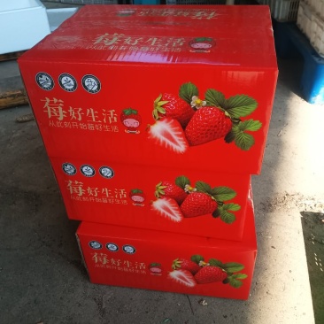 大凉山露天草莓，大量新鲜现货速发，保质保量欢迎选购