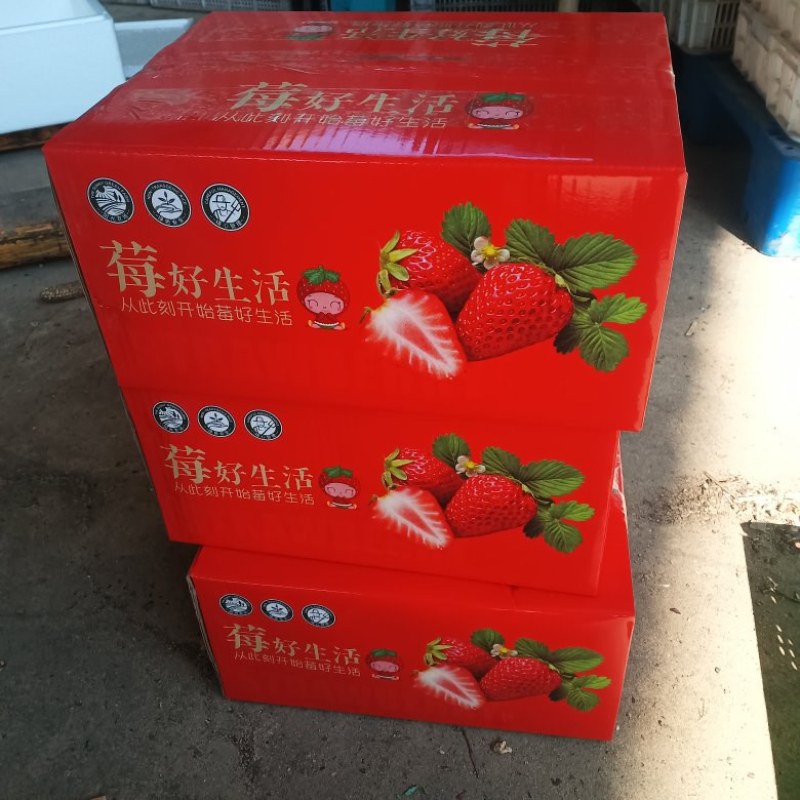 大凉山露天草莓，大量新鲜现货速发，保质保量欢迎选购