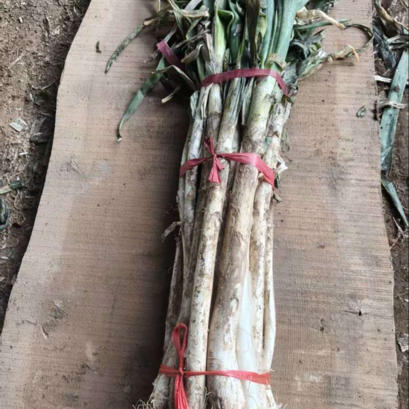 铁杆大葱(5~6小梱)