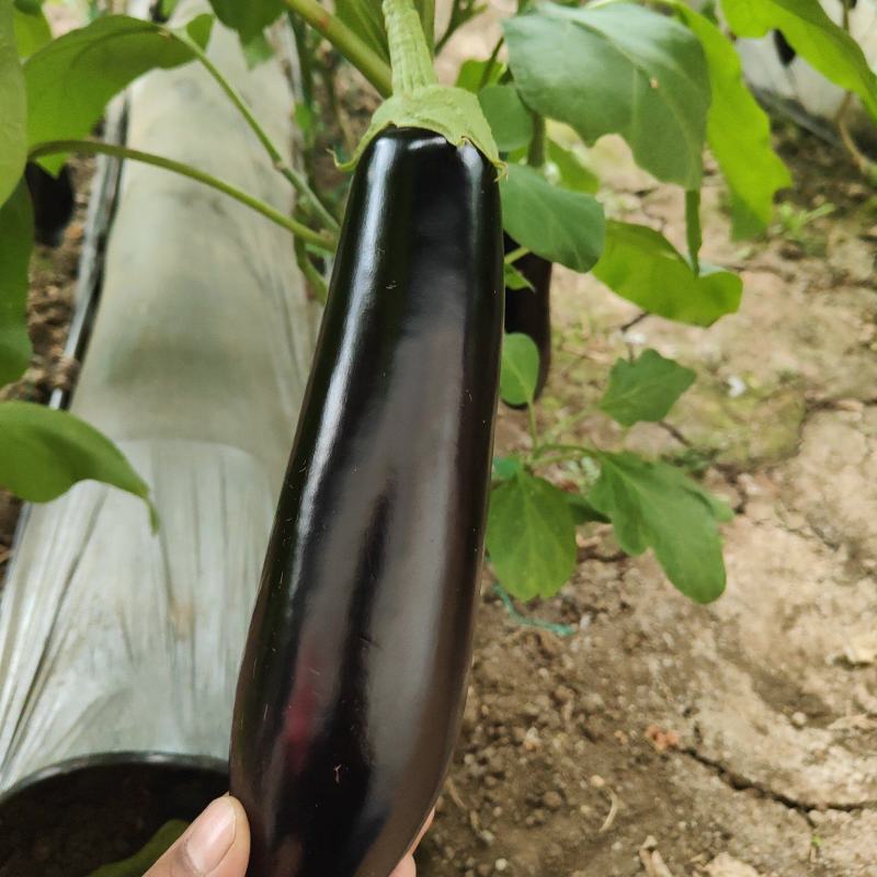 茄子