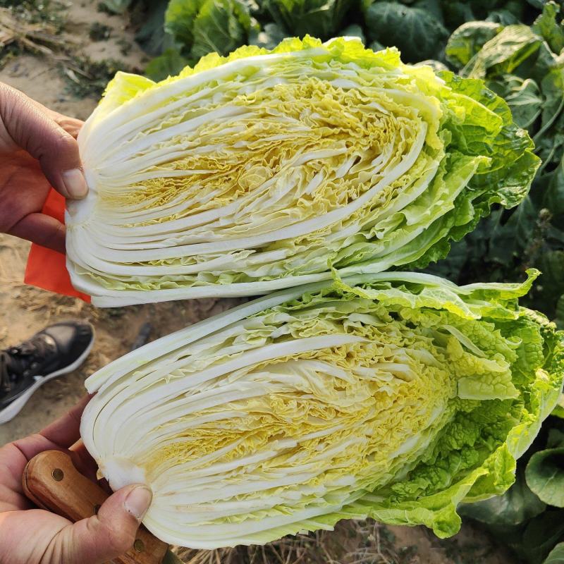 黄心大白菜