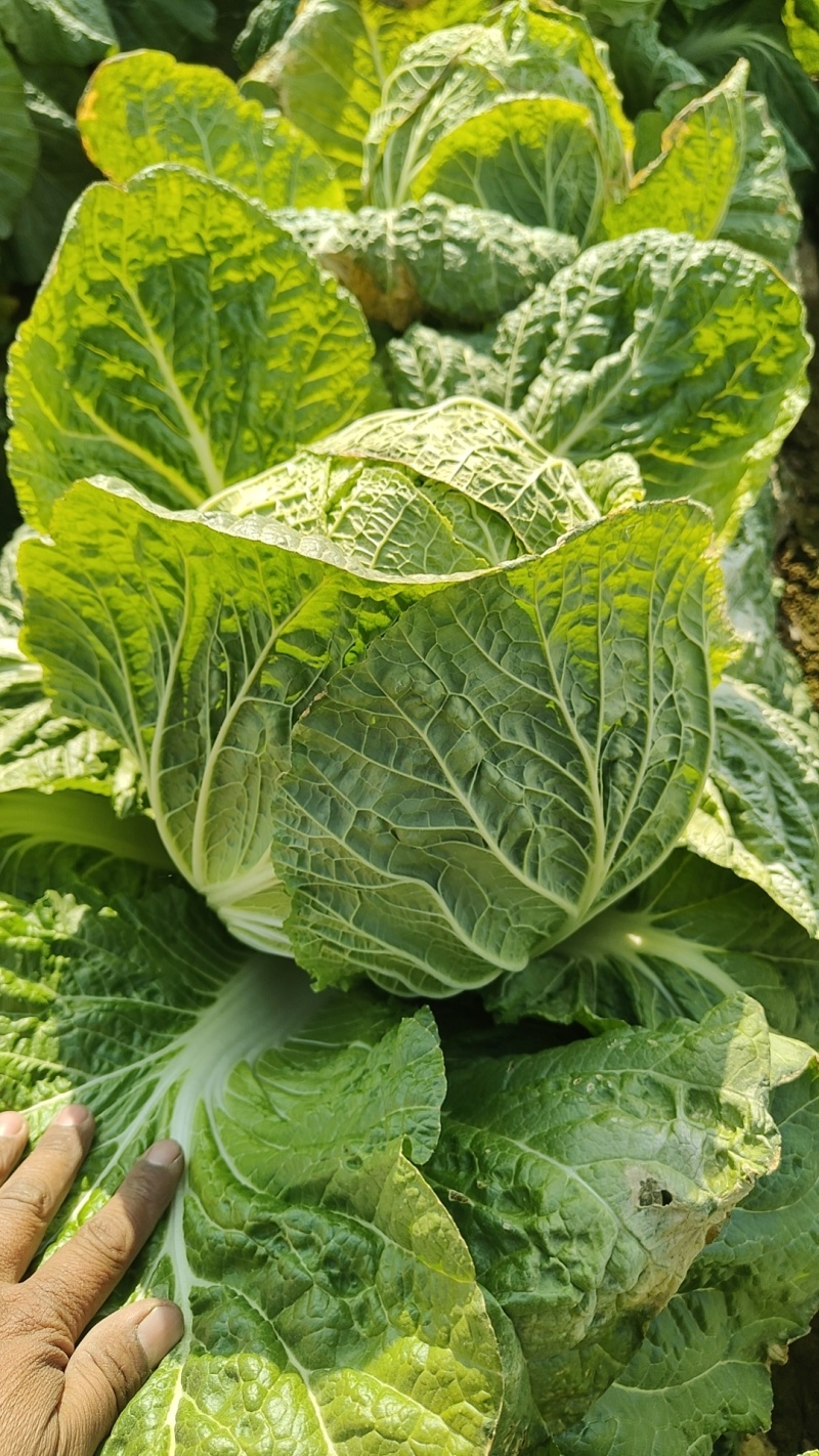 黄心大白菜