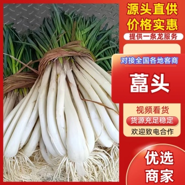 藠头/产区直发/带根发货/当天采当天发车