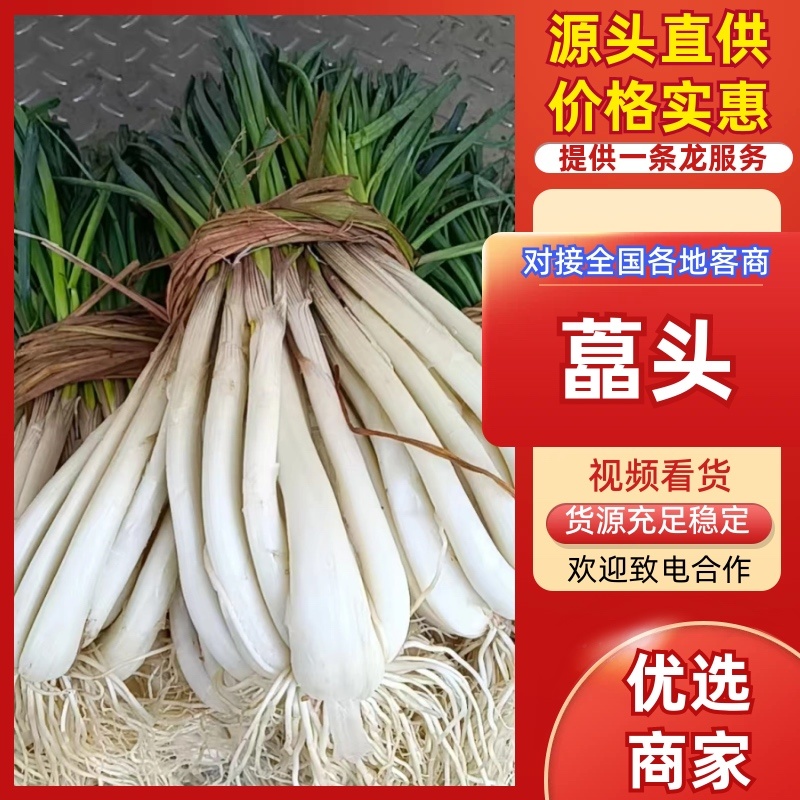 藠头/产区直发/带根发货/当天采当天发车