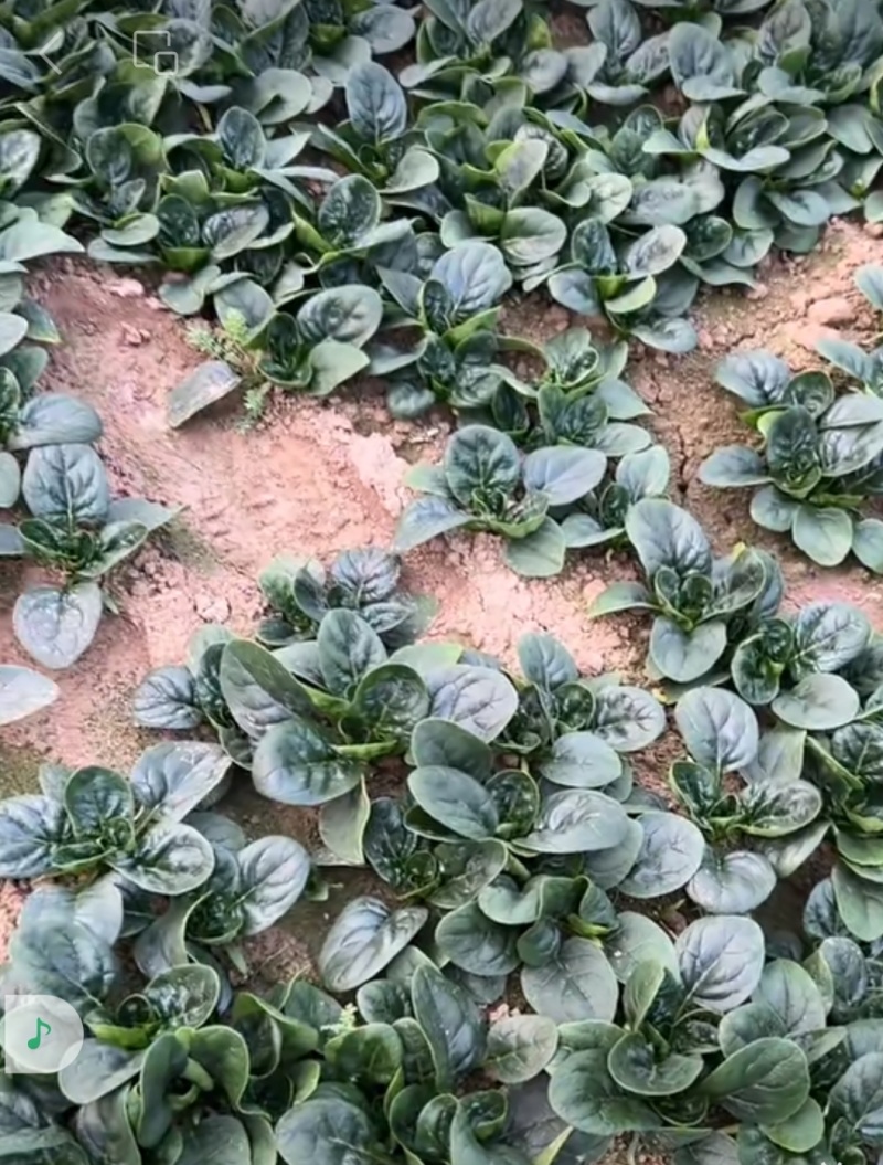 平原地带中原福地趴地菠菜，味美价廉，营养丰富，欢迎选购。