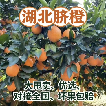 长虹脐橙，湖北宜昌秭归长虹脐橙，产地果园直发，诚信代办