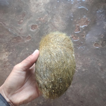 猪肚子里的取出来的