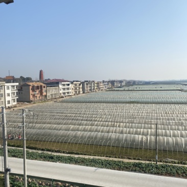 湖北阳新宝塔芦蒿种植基地、产品质量稳定、价格合理！