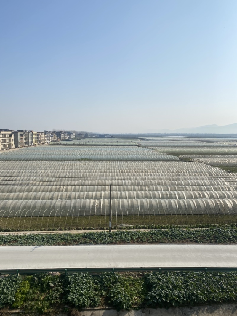湖北阳新宝塔芦蒿种植基地、产品质量稳定、价格合理！