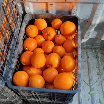 湖南纽荷尔脐橙欢迎各地客户来产地看货定购
