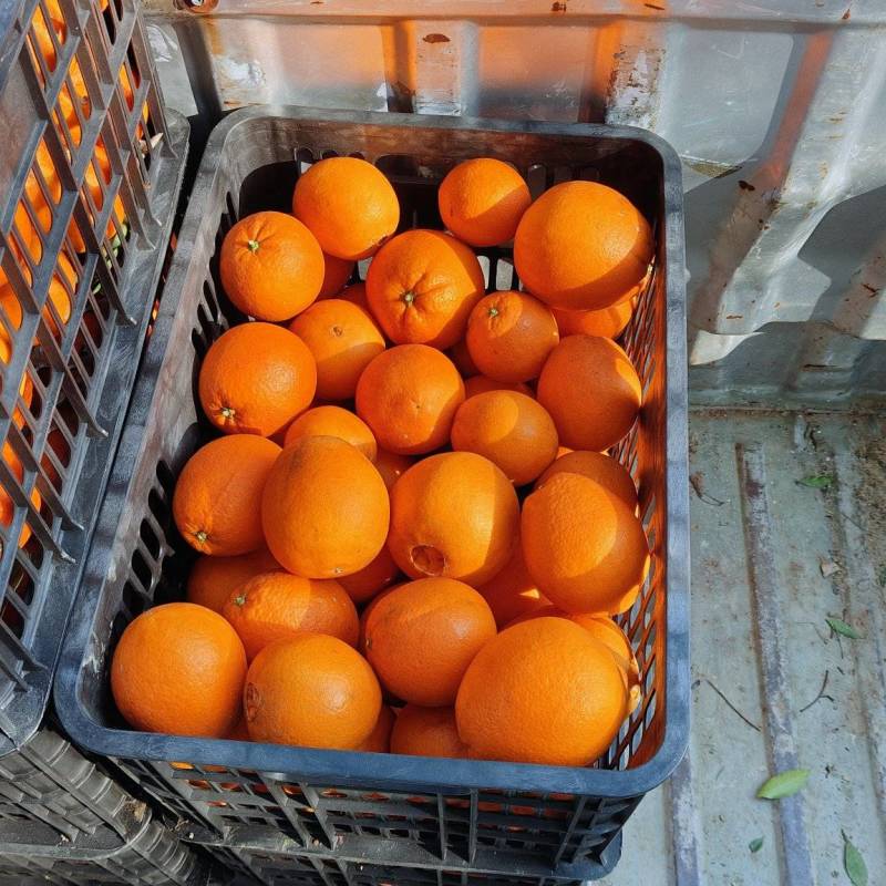 湖南纽荷尔脐橙欢迎各地客户来产地看货定购