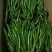 精品线椒，产地直发，大量供应！全国代收代发！支持视频看货
