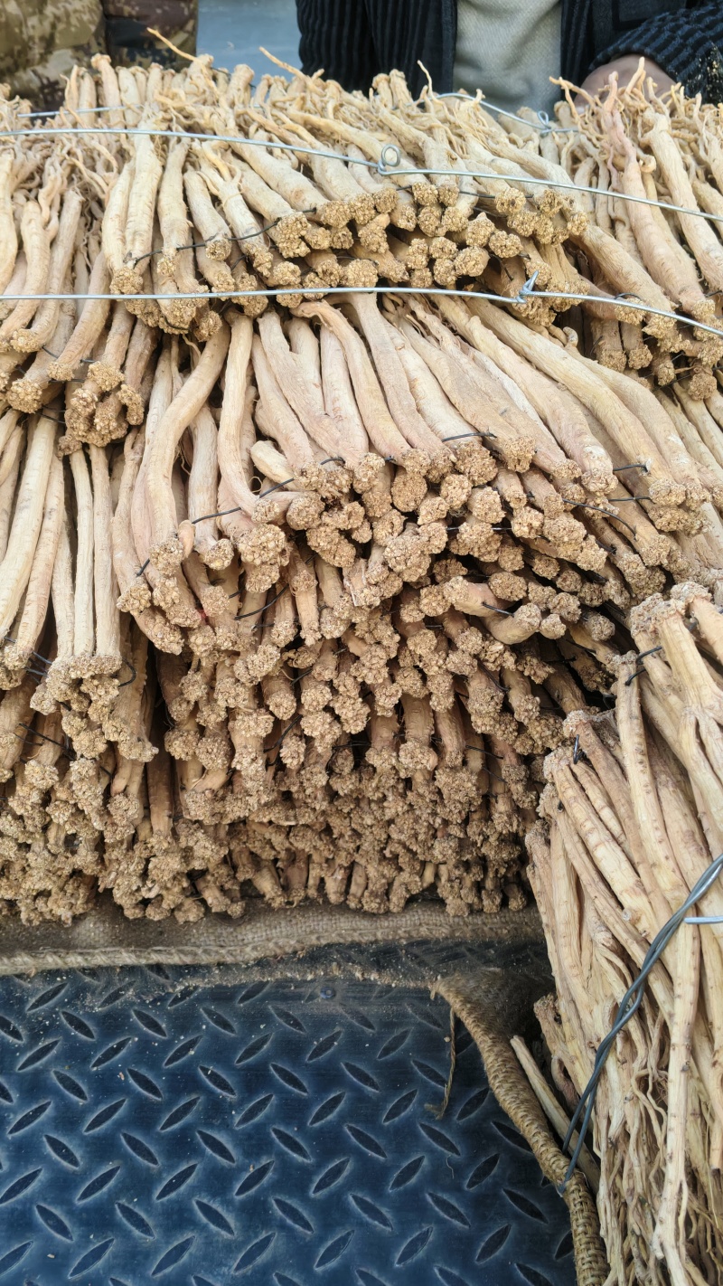 甘肃岷县黄芪党参当归