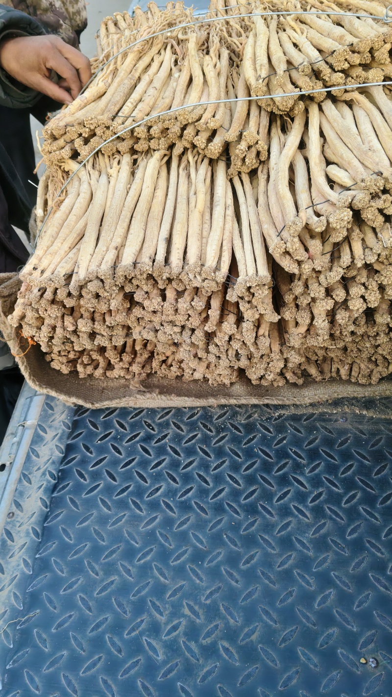甘肃岷县黄芪党参当归
