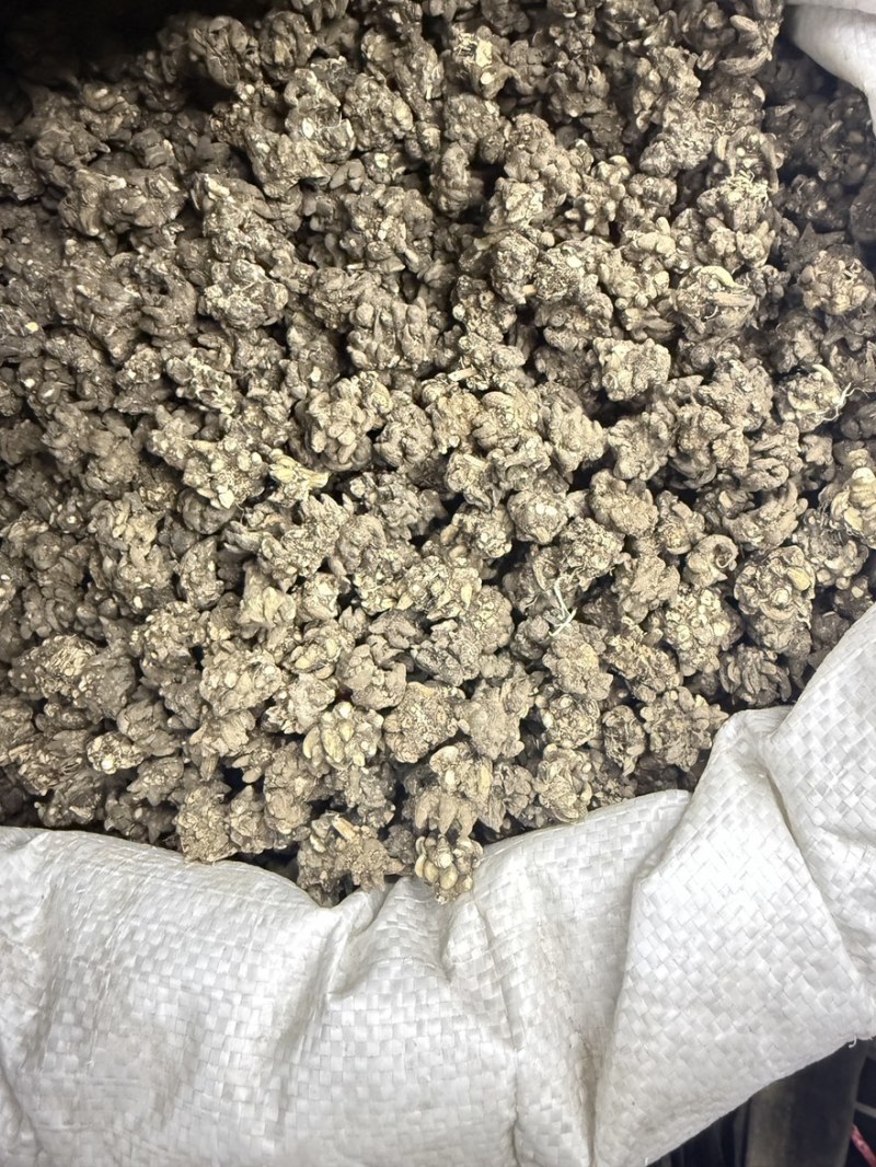 猫爪草水洗三遍大货供应零售批发保真保量